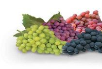 减脂可以吃葡萄吗