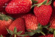 草莓哪个季节最好吃