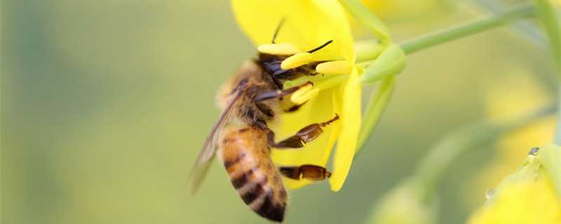制造蜂蜡的是哪种蜜蜂