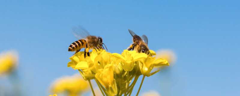 为什么蜜蜂要采蜜 蜜蜂采蜜到底为了什么
