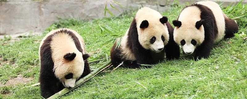 大熊猫的食物 大熊猫吃什么