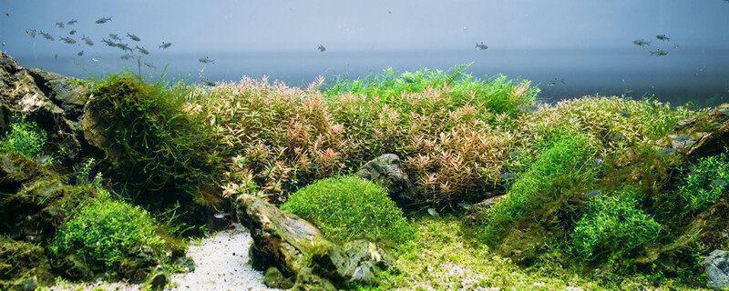 衣藻是藻类植物吗 衣藻属于藻类植物吗