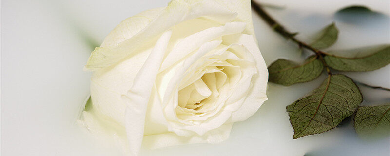 白玫瑰可以送老师吗 白玫瑰可以送给老师吗