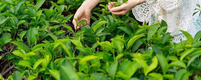 茶树属于什么植物 茶树属于啥植物