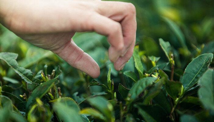 茶树属于什么植物 茶树属于啥植物